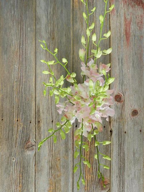 MARCO POLO  BLUSH DENDROBIUM ORCHID